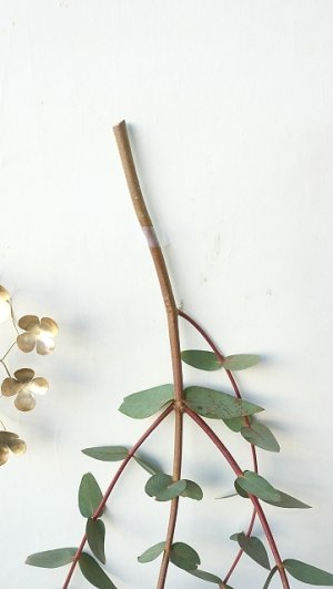 画像2: Dry plants for decor ユーカリ生切り枝（パルブラ）タイプ500〜700mm