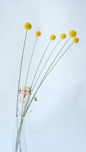 画像6: Dry plants for decor クラスペディア ・グラウカ種（5本セット）＊outlet