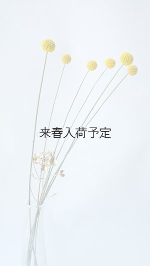 画像6: Dry plants for decor クラスペディア ・グラウカ種