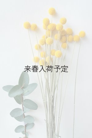 画像5: Dry plants for decor クラスペディア ・グラウカ種