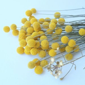 画像4: Dry plants for decor クラスペディア ・グラウカ種（5本セット）＊outlet