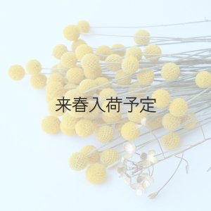 画像4: Dry plants for decor クラスペディア ・グラウカ種