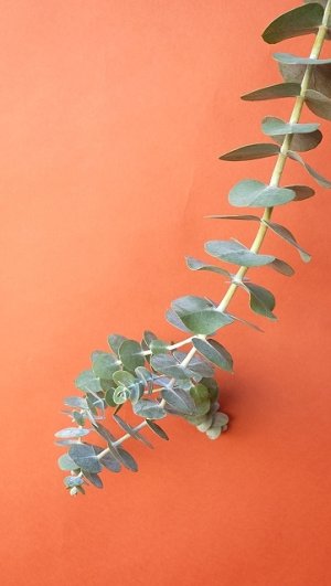 画像12: Dry plants for decor ユーカリ生切り枝（プルベルレンタ・銀世界）タイプ700mm