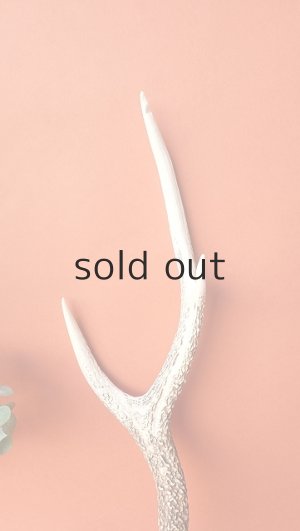 画像4: デコール用二ホンジカの角