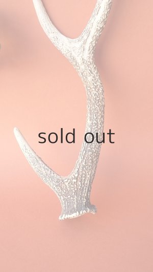 画像3: デコール用二ホンジカの角