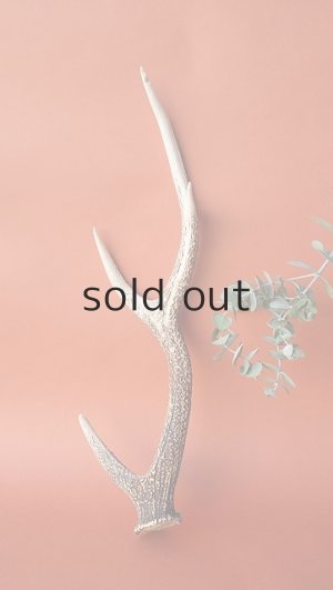 画像2: デコール用二ホンジカの角