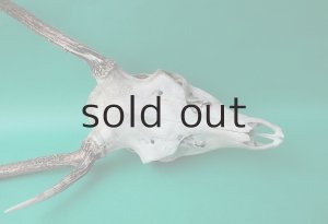 画像5: デコール用二ホンジカの角（ヘッド付）