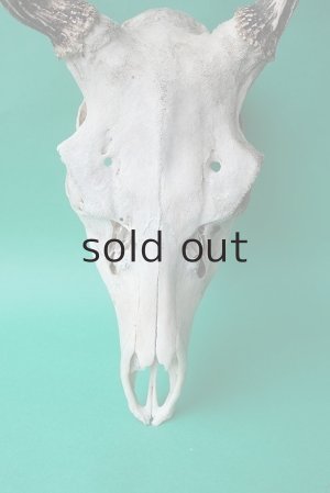 画像3: デコール用二ホンジカの角（ヘッド付）