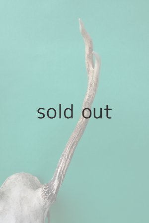 画像7: デコール用二ホンジカの角（ヘッド付）