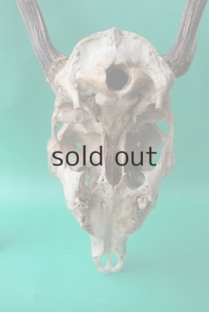 画像8: デコール用二ホンジカの角（ヘッド付）