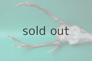 画像4: デコール用二ホンジカの角（ヘッド付）