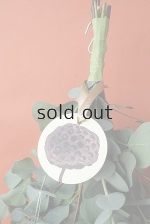 画像2: Dry plants for decor ユーカリ2種シンプルスワッグ