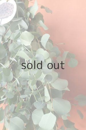 画像6: Dry plants for decor ユーカリ2種シンプルスワッグ