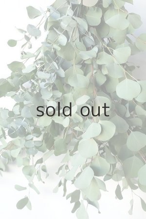 画像4: Dry plants for decor ユーカリ2種シンプルスワッグ