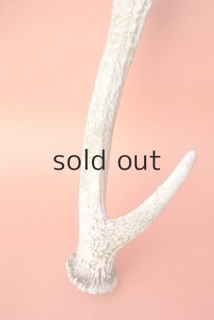 画像2: デコール用二ホンジカの角