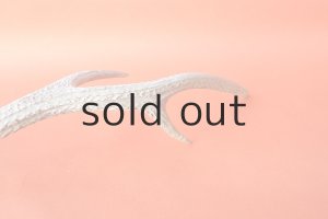 画像7: デコール用二ホンジカの角