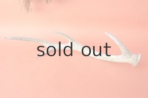 画像4: デコール用二ホンジカの角