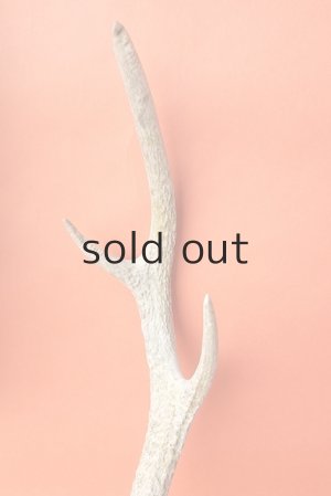 画像3: デコール用二ホンジカの角