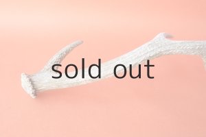 画像6: デコール用二ホンジカの角