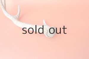 画像5: デコール用二ホンジカの角