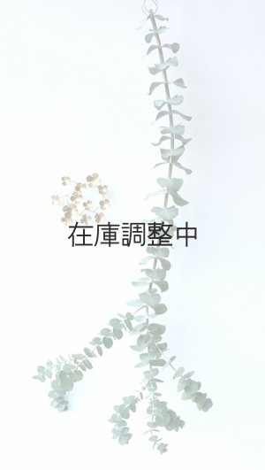 画像1: Dry plants for decor ユーカリ生切り枝（プルベルレンタ・銀世界）タイプ700mm