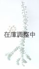 Dry plants for decor ユーカリ生切り枝（プルベルレンタ・銀世界）タイプ700mm