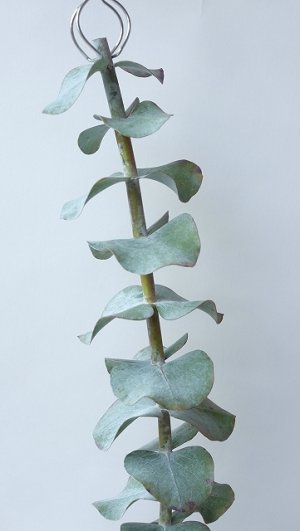 画像2: Dry plants for decor ユーカリ生切り枝（プルベルレンタ・銀世界）タイプ700mm