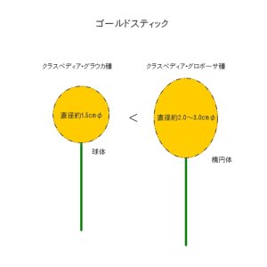 画像11: Dry plants for decor クラスペディア ・グラウカ種（5本セット）＊outlet