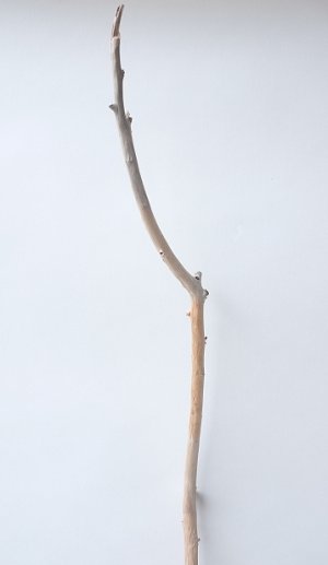 画像4: 枝流木