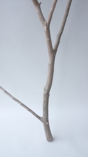 画像6: 枝流木