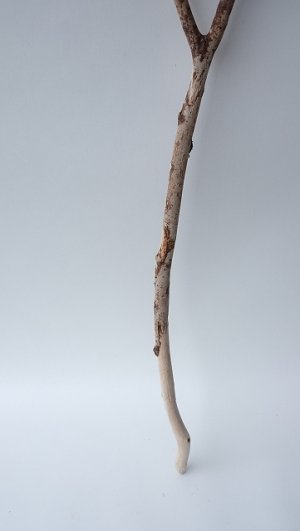 画像2: 枝流木