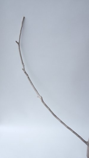 画像2: 枝流木