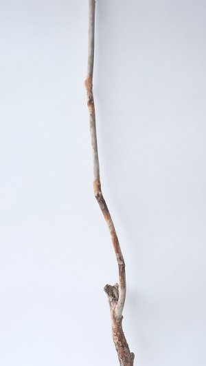画像3: 枝流木