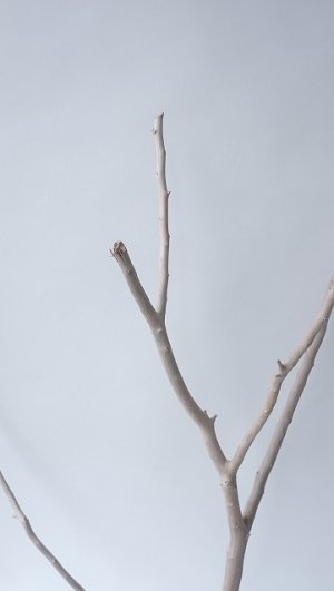 画像4: 枝流木