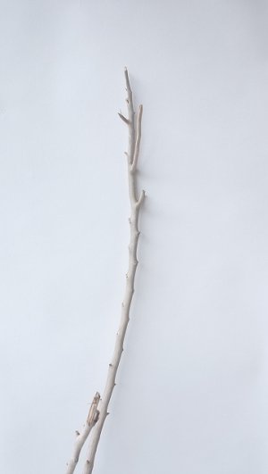 画像3: 枝流木