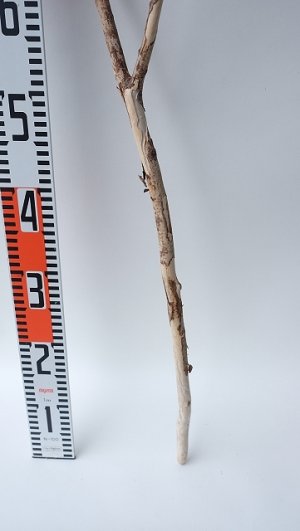 画像5: 枝流木