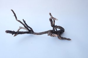 画像5: 流木根