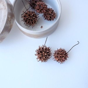 画像6: Dry plants for decor デコール用乾燥モミジバフウ（3個入）