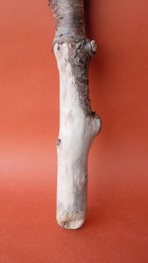 画像2: 小枝流木