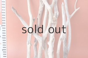 画像8: 小枝流木セット