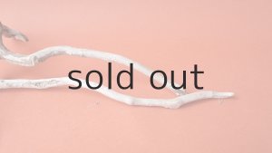 画像7: 流木根セット