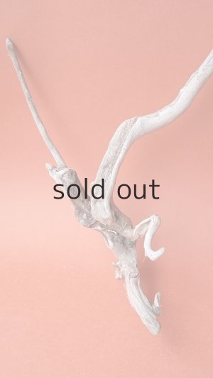 画像2: 流木根セット