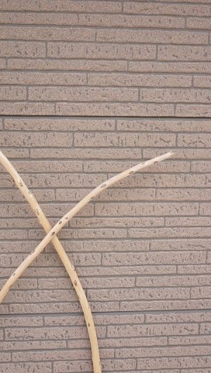 画像7: 棒流木セット