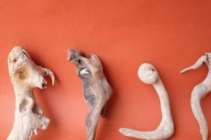 画像4: 流木根セット