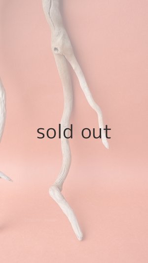 画像4: 流木根セット