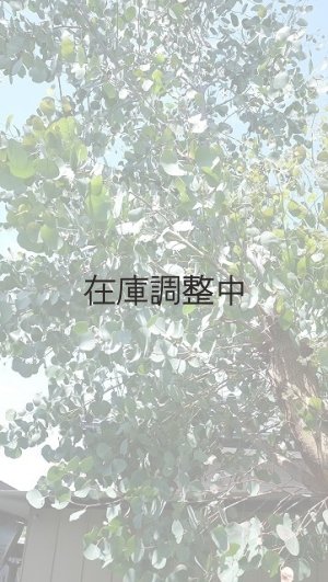 画像4: Dry plants for decor ユーカリ生切り幹（ポポラス）長尺タイプ1800mm