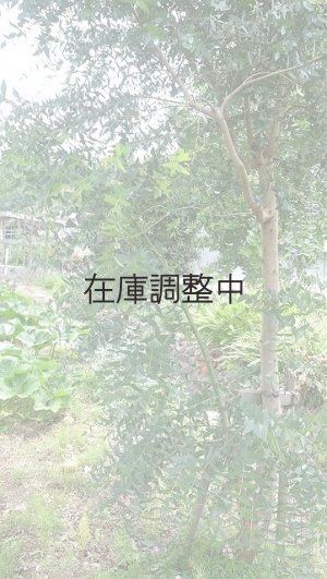 画像5: Dry plants for decor ユーカリ生切り幹（パルブラ）長尺タイプ1800mm