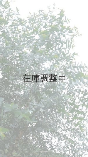 画像8: Dry plants for decor ユーカリ生切り幹（パルブラ）長尺タイプ1800mm