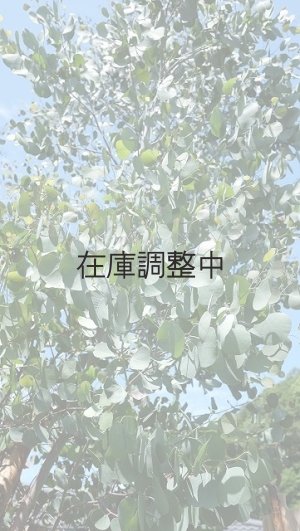 画像5: Dry plants for decor ユーカリ生切り幹（ポポラス）長尺タイプ1800mm