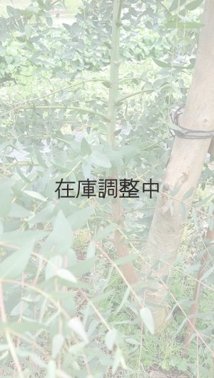 画像9: Dry plants for decor ユーカリ生切り幹（パルブラ）長尺タイプ1800mm